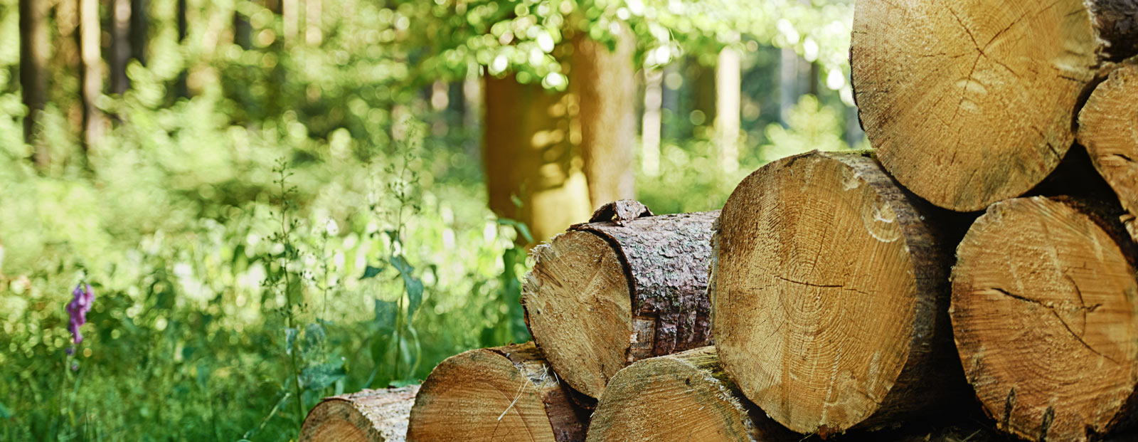 Regenerative Energie